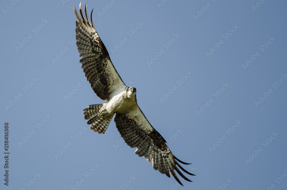Naklejka premium Osprey Making Direct Eye Contact While Flying in a Blue Sky