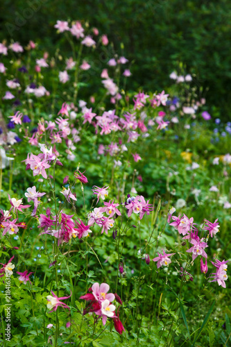 pink aquilegia in the garden