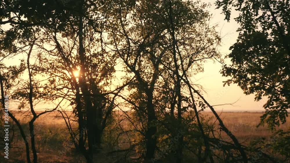 Sunset in an oak forest. Autumn forest at sunset. Video in motion Sunset in an oak forest. Autumn forest at sunset. Video in motion