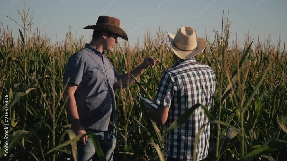 Two farmers in a corn field check the quality of corn plants. Video at sunset Two farmers in a corn field check the quality of corn plants. Video at sunset