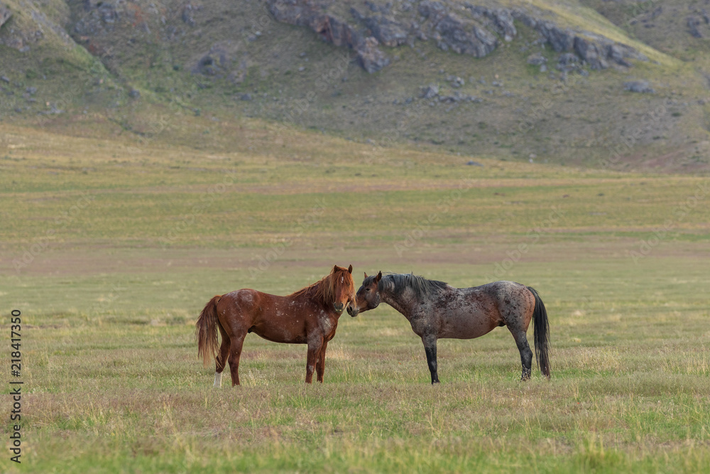 Obraz premium Beautiful Wild Horses in Utah in Summer