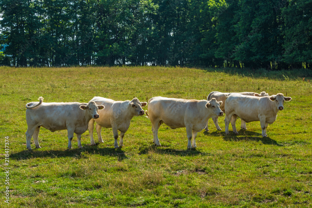 Kühe, Krakower See, Krakow am See, Mecklenburgische Seenplatte