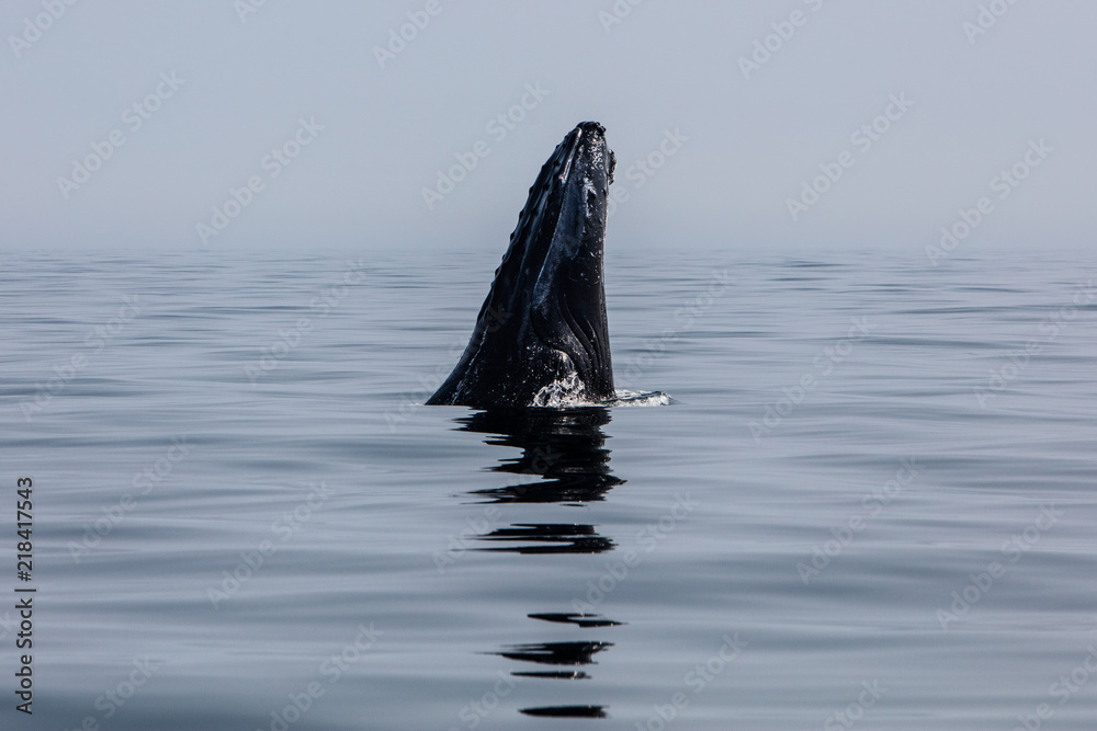 Fototapeta premium Szpieg humbak wyskakujący z Cape Cod, MA