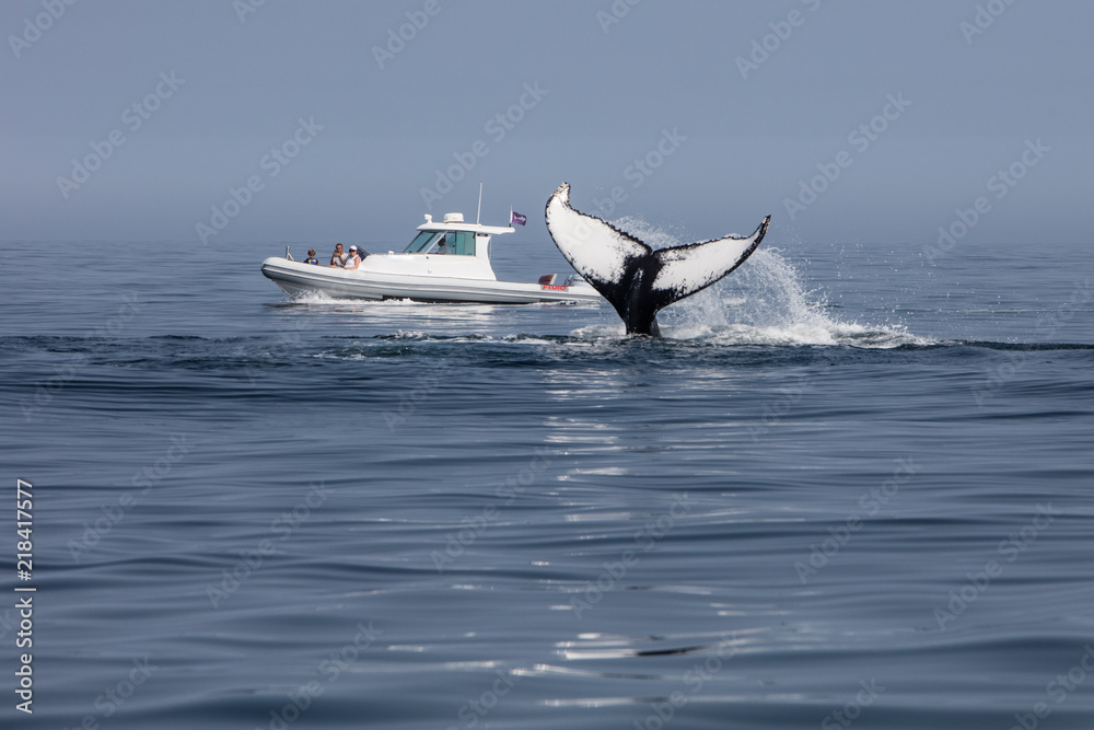 Obraz premium Obserwacja wielorybów u wybrzeży Cape Cod
