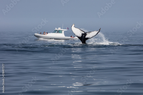 Whale Watching off the Coast of Cape Cod