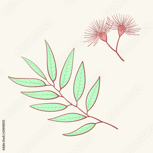 Eucalyptus, blue agonis thyme asparagus, herbal, floral
