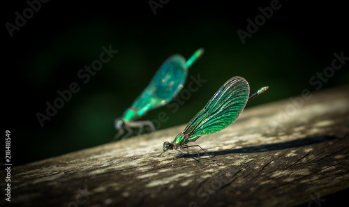 Libelle, Gebänderte Prachtlibelle, calopteryx splendens, Krakow am See photo