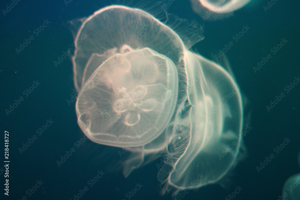 Marine life Marine life