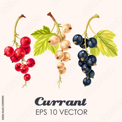 Vector set of high detailed currant berries
