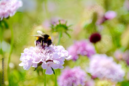 Fototapeta Naklejka Na Ścianę i Meble -  Blumenwiese mit Hummel - Sommer Wiese