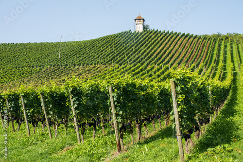 Weinberg zwischen Meersburg und Hagnau am Bodensee