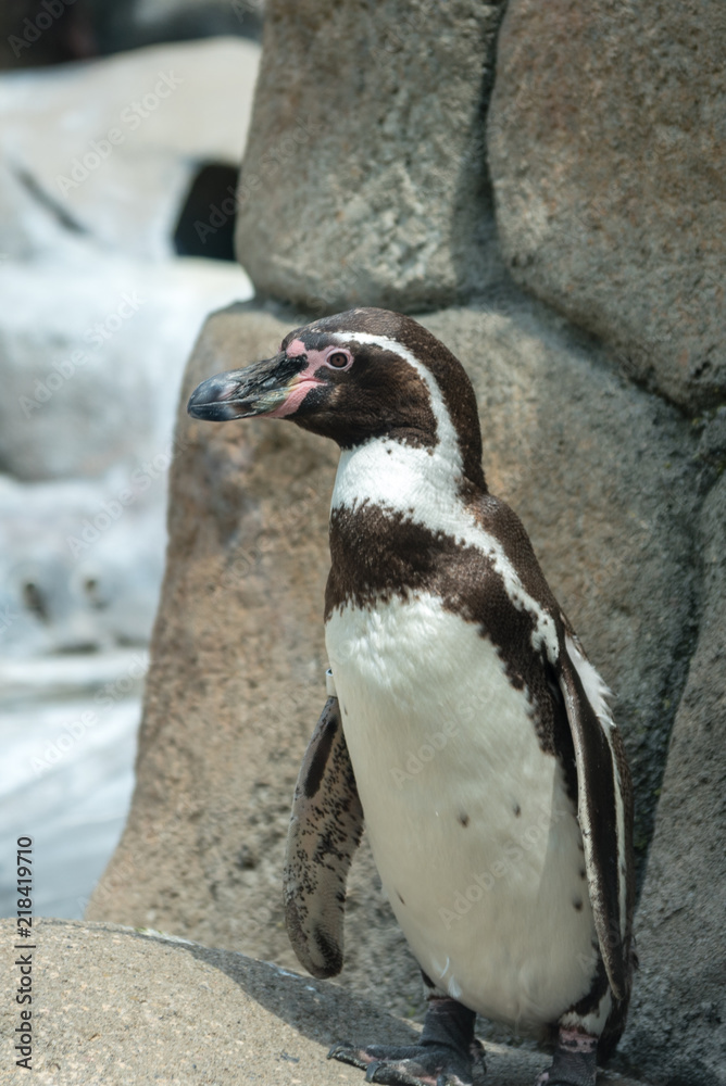 Obraz premium Humboldt Penguin in a Zoo