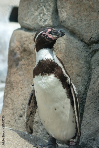 Staring Humboldt Penguin