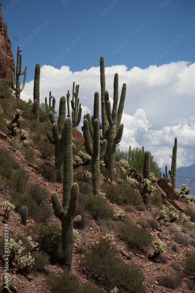 cactus on mountain side