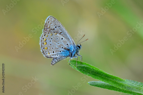 Lycaenidae / Çokgözlü Mavi / / Polyommatus icarus © Yasin