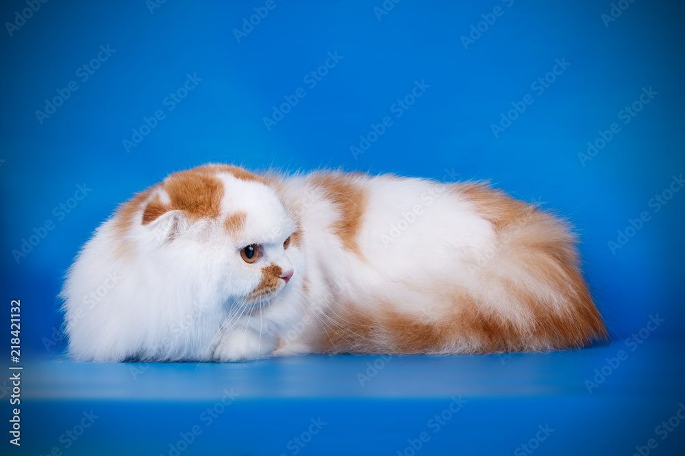 scottish fold longhair cat scottish fold longhair cat