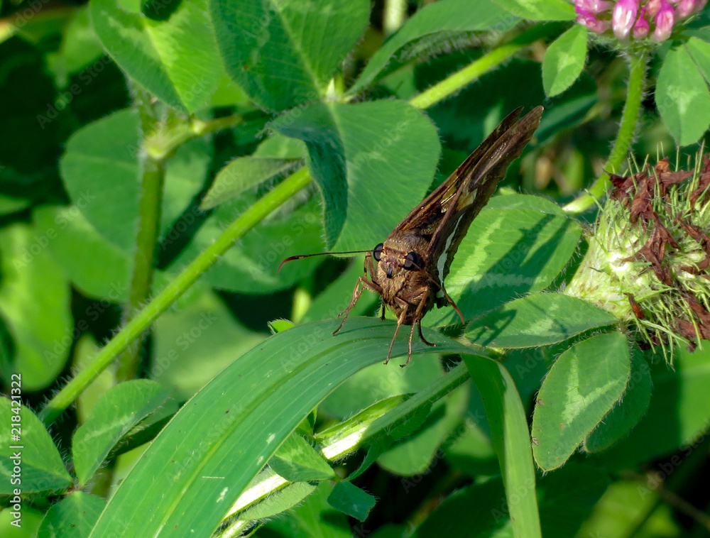 butterfly butterfly