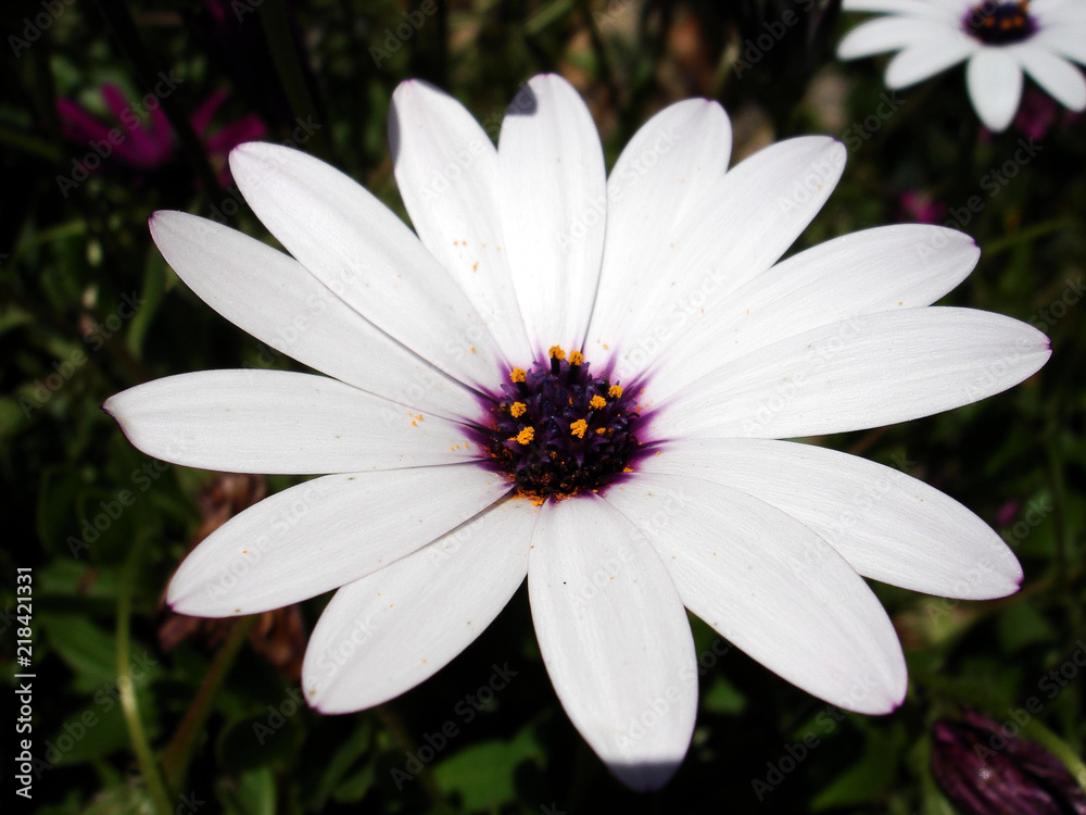 daisies of different colors in a garden in the sun. daisies of different colors in a garden in the sun.