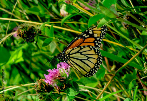 monarch butterfly © ErinMorgan