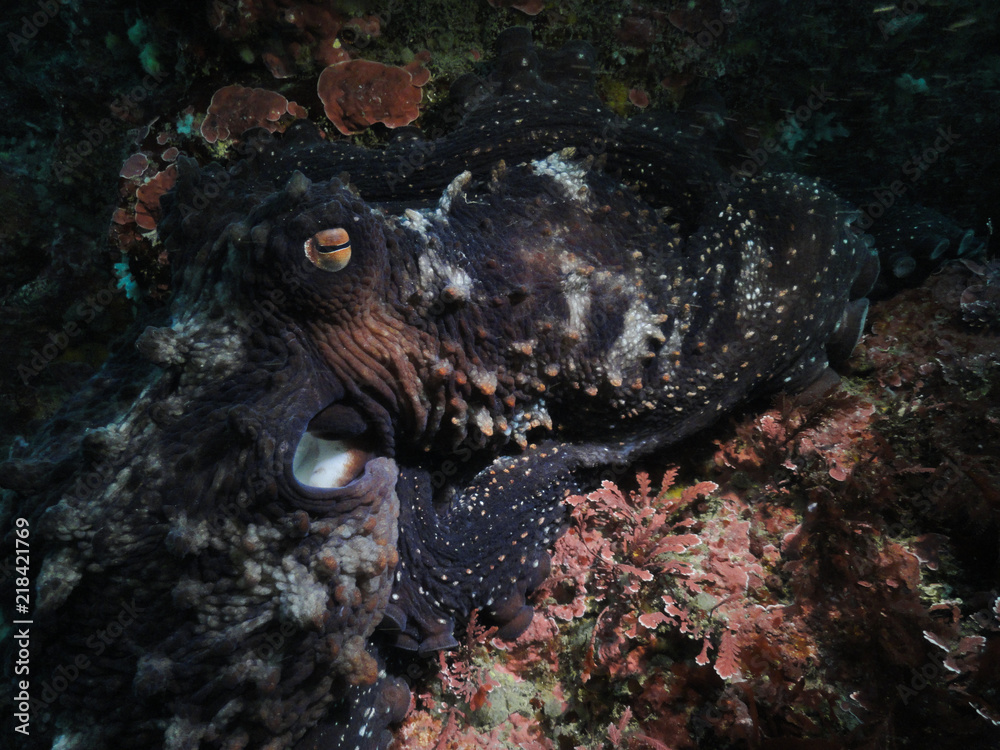 Common octopus, Macroctopus maorum Common octopus, Macroctopus maorum