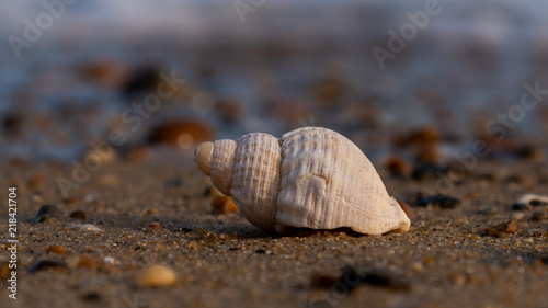 Shell stands alone on a Suffolk beach