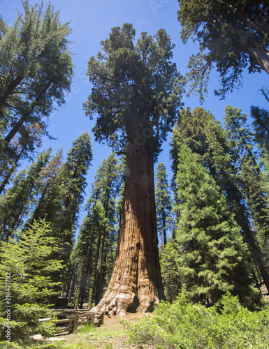 General Sherman Tree in Sequoia National Park, California USA © blewulis
