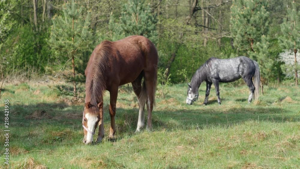 Cute horses are grazing in the beautiful environment Cute horses are grazing in the beautiful environment
