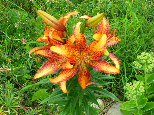 Yellow and orange wild flower