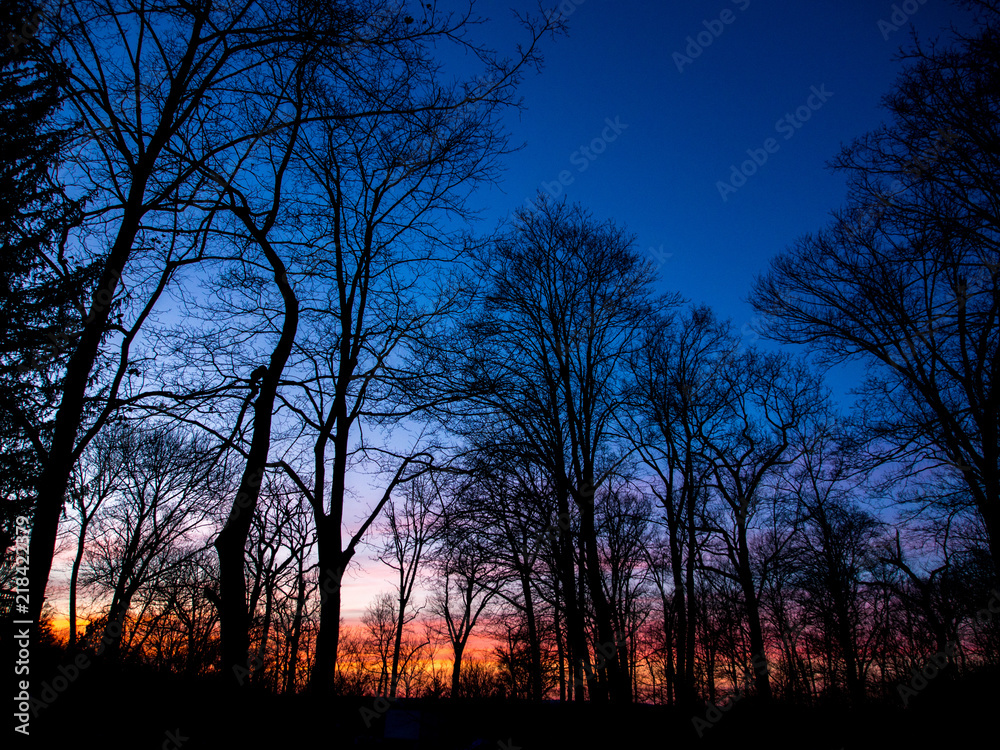 winter sunset in the forest