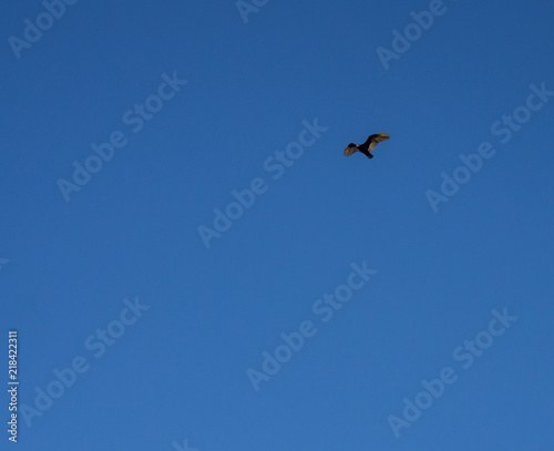 flying bald eagle against blue sky