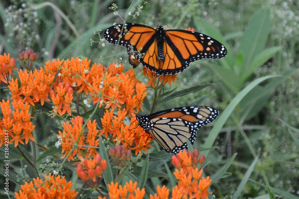 Obraz premium Summer Butterflies