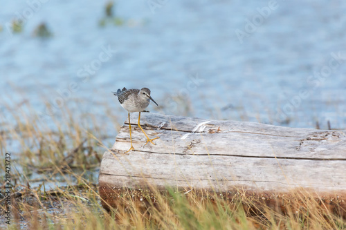 Greater yellowlegs bird photo