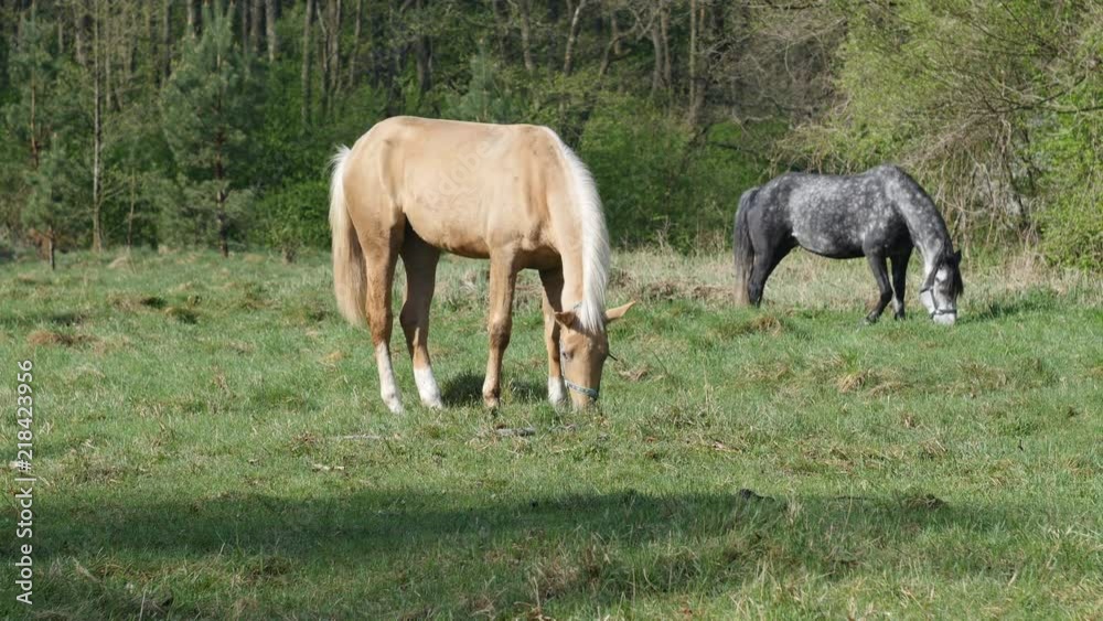 Two stunning horses on the green glade in the forest Two stunning horses on the green glade in the forest