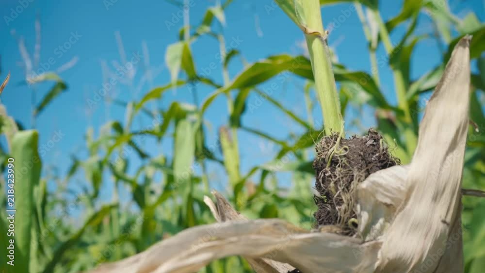 Disease of corn leaves, damaged area on the green corn stalk Disease of corn leaves, damaged area on the green corn stalk
