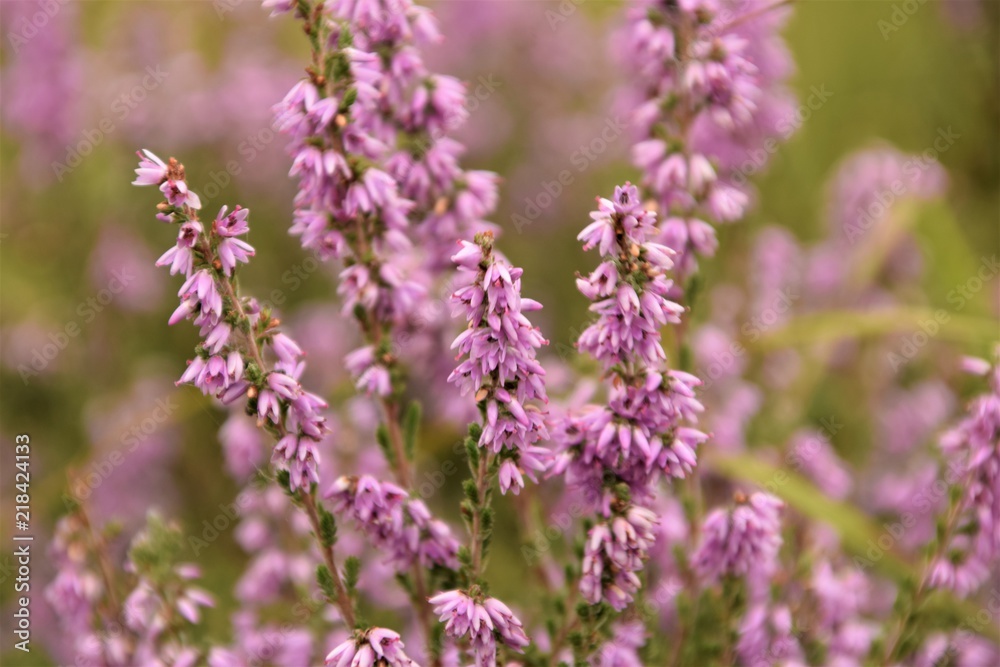 Purple wild flowers silhouette selective focus in blurred natural background