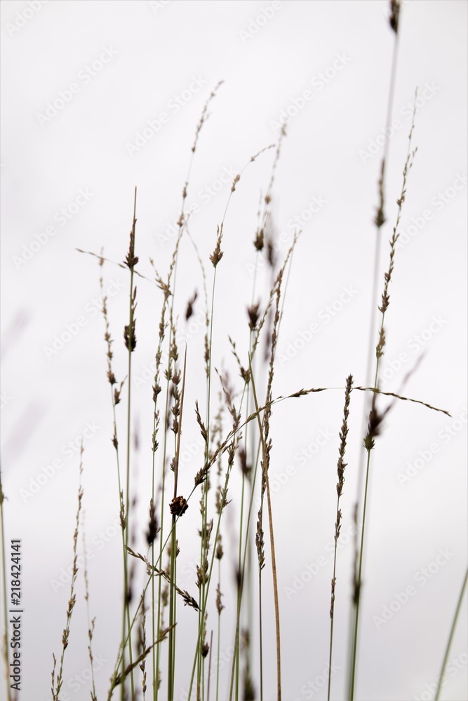 Wild grass selective focus against the sky in blurred background Wild grass selective focus against the sky in blurred background