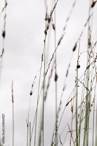 Wild grass selective focus against the sky in blurred background