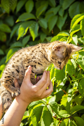 Savannah kitten F1 on a background of green foliage