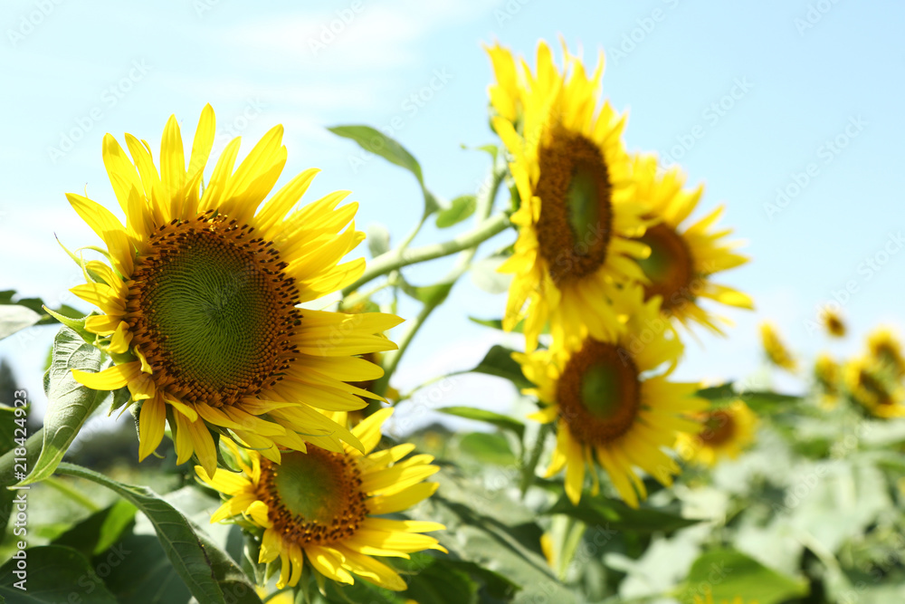 Obraz premium ひまわり