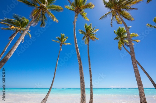 Tall palm trees and azure water on the amazing beach