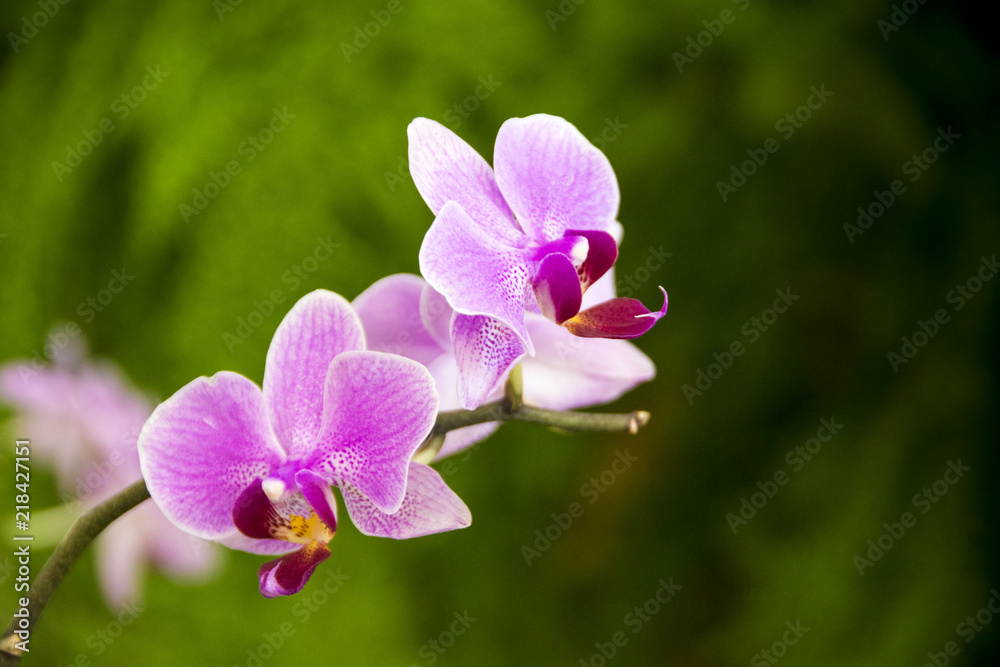 A closeup shot of a beautiful and colorful lila orchid with a blurred green background. A closeup shot of a beautiful and colorful lila orchid with a blurred green background.