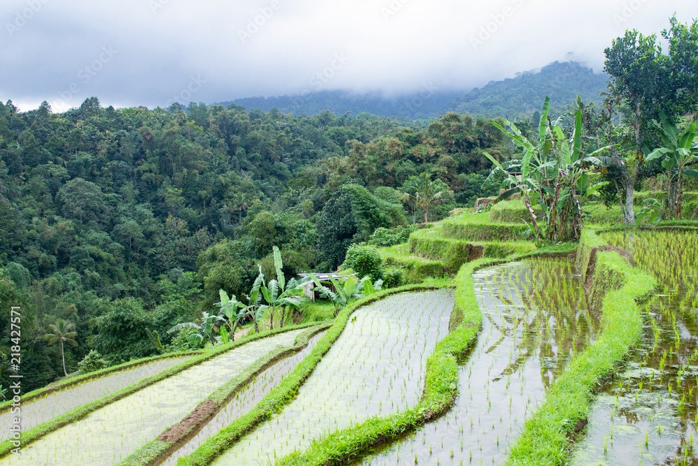 Rice field for asian travel destination concept. Tropical weather and beautiful scenery. Rice field for asian travel destination concept. Tropical weather and beautiful scenery.