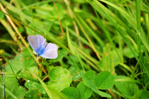 blue butterfly on leaf. © tolgabarin