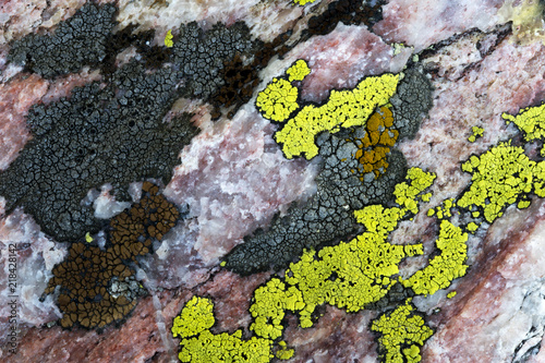 Close up of a rock and lichen