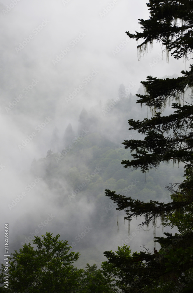 Misty forest, foggy mountain behind a nice tree frame. Misty forest, foggy mountain behind a nice tree frame.
