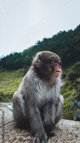Adult Monkey © Kyle