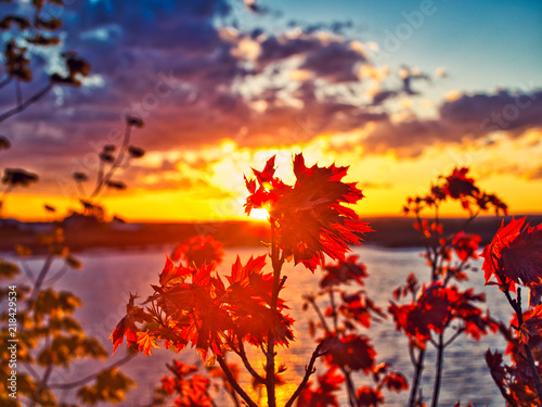 Red leafs in front of a sunset at Wolfville  NS  Canada.