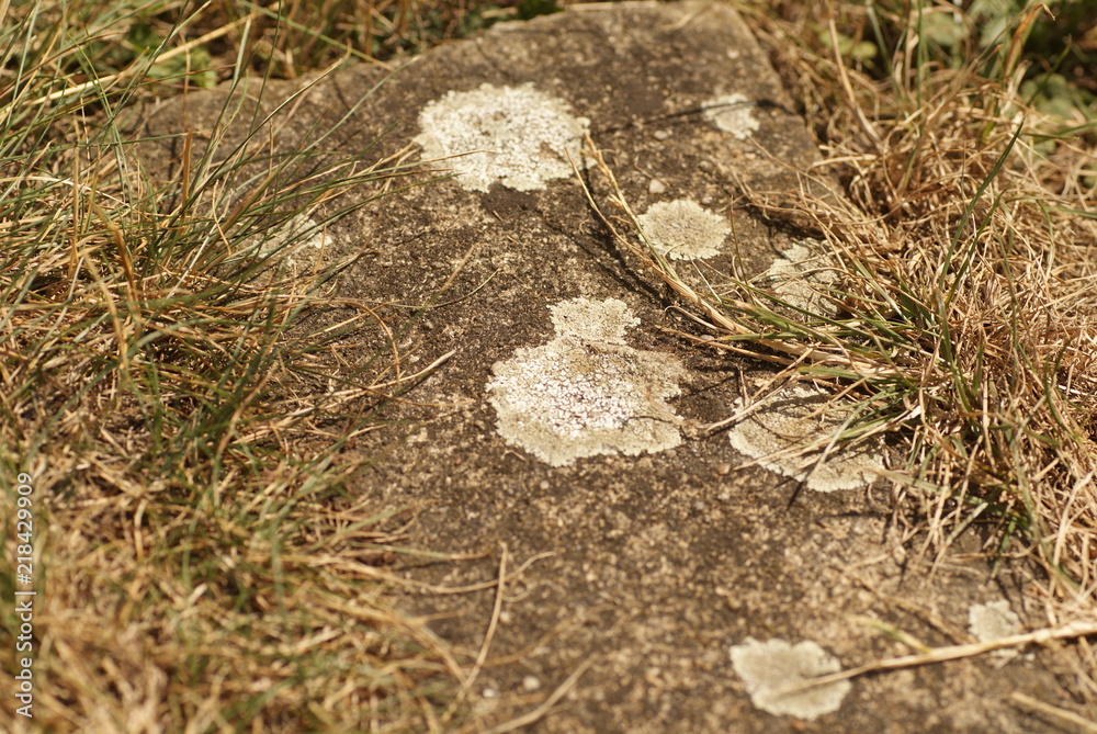 Obraz premium SONY DSC