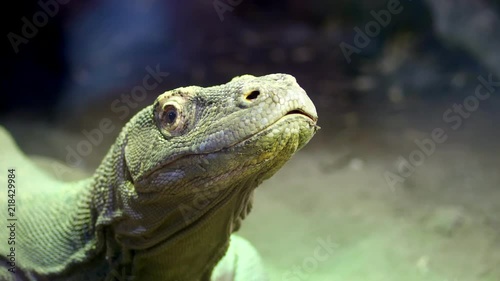 Komodo Dragon. close-up, a lizard from the island of Komodo, a large lizard, put out the tongue photo