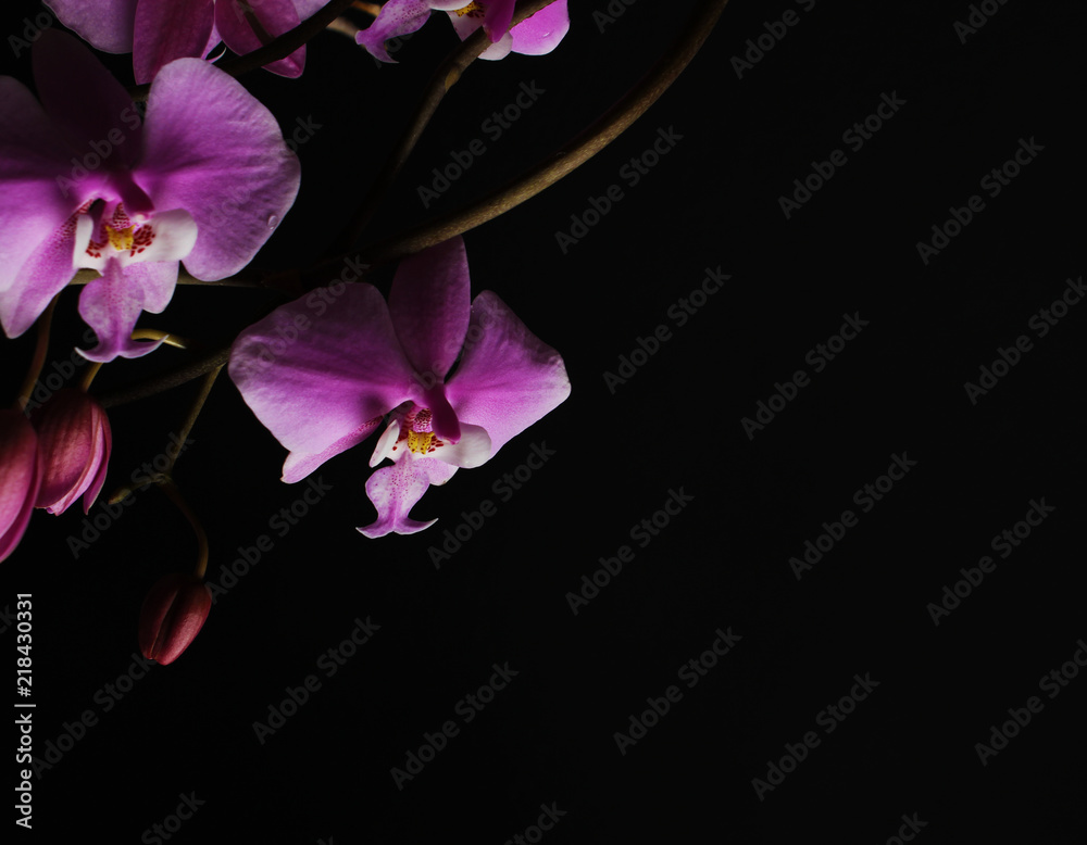 pink orchid on a black background pink orchid on a black background
